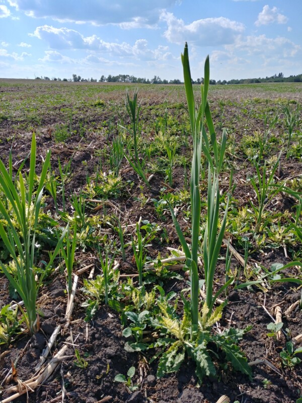 Wetlands, conservation, agriculture, research, retained wetland, prairie pothole, Alberta, Alberta Conservation Association, ACA, NAWMP, research grant