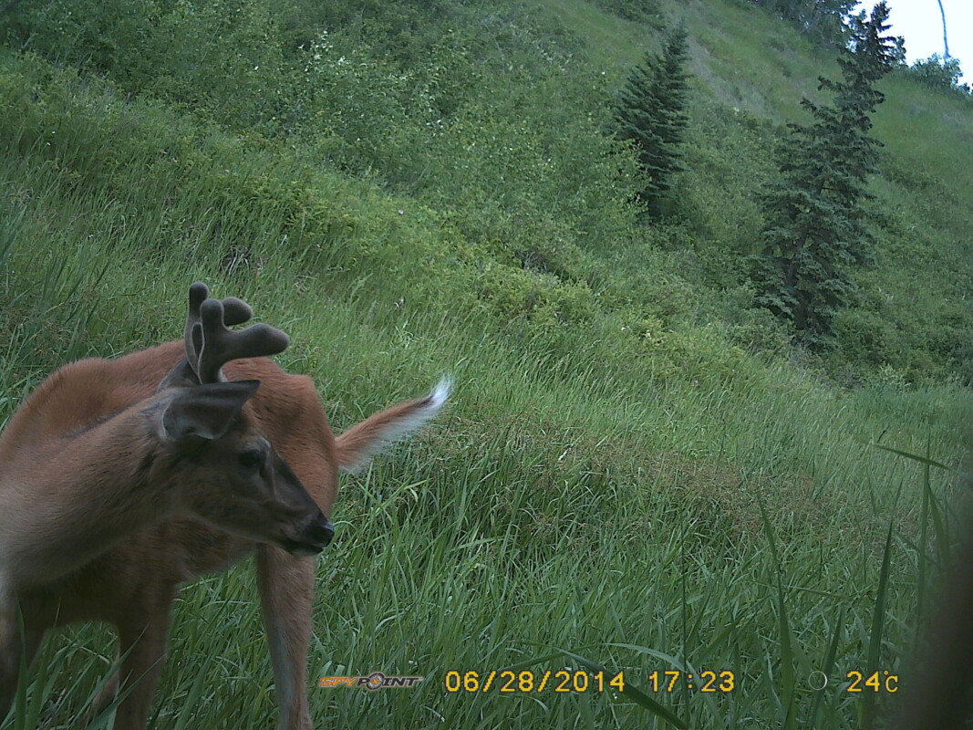 A white-tailed deer captured on a remote camera in a wildlife corridor in NW Edmonton. Camera traps can be deployed to answer questions of wildlife occurrence, habitat use, and movements, and any temporal scale.