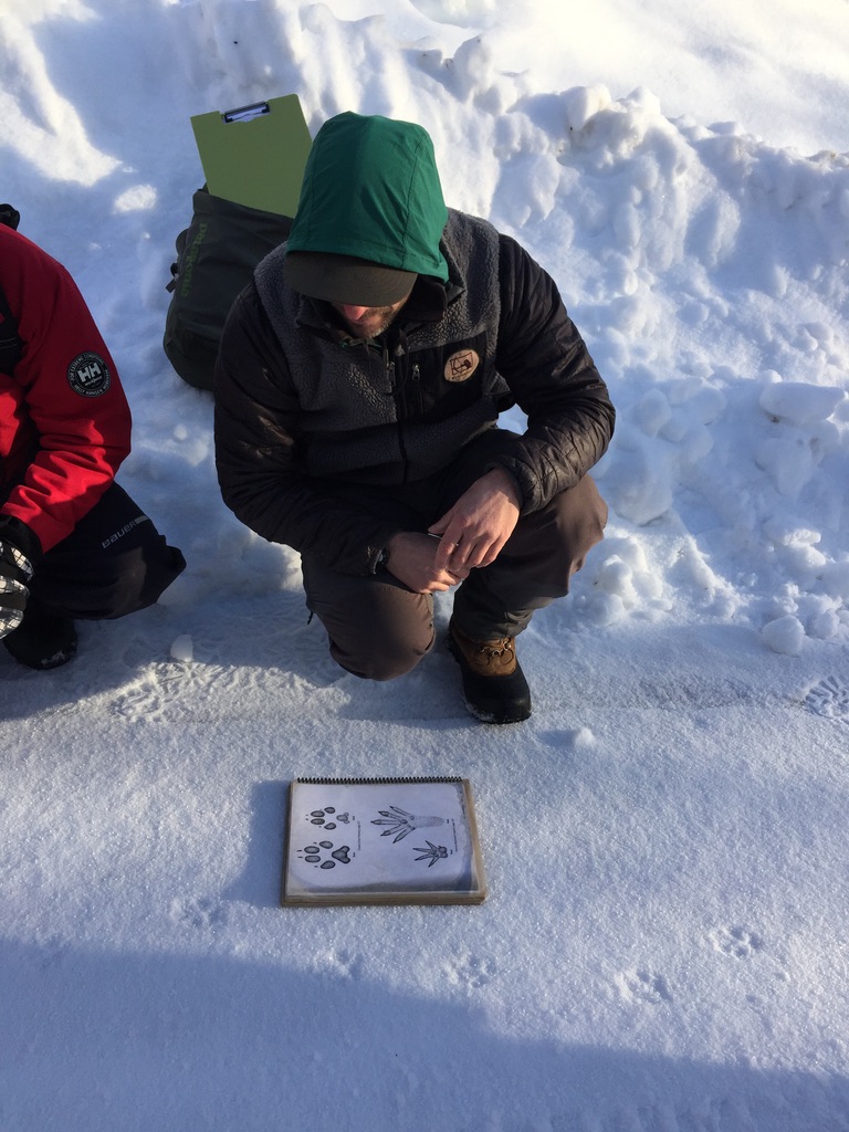 Tracker Certification North America Track & Sign Evaluator, David Moskowitz reviews techniques for differentiating coyote, red fox, and domestic dog tracks.