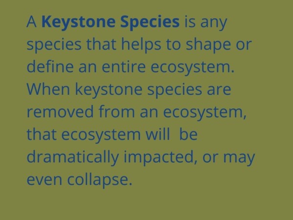 A Keystone Species is any species that helps to shape or define an entire ecosystem. When keystone species are removed from an ecosystem, that ecosystem is dramatically impacted, or even collapsed
