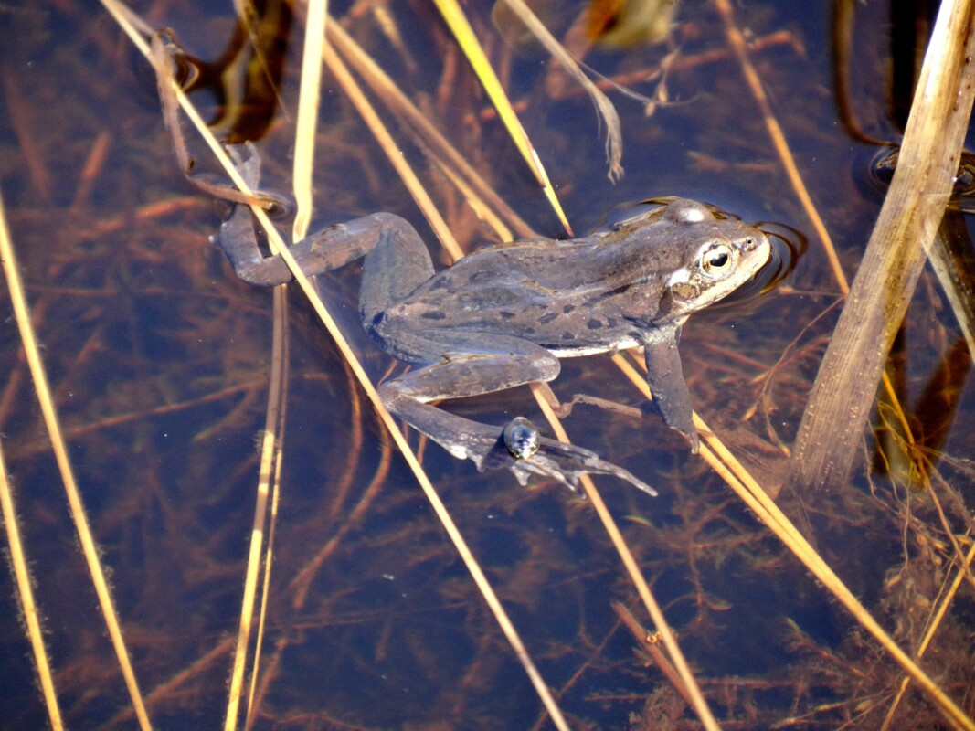 marsh wetland, cattails, open water wetland, wetland consultant, wetland expert, wetland assessment, wetland delineation, wetland classification, wetland conservation, wetland compensation, wetland restoration, habitat, waterfowl, amphibians, birds, migratory birds, nesting birds