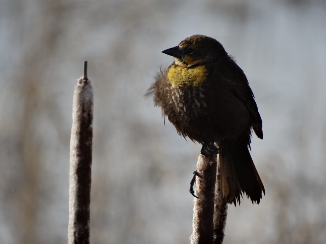 marsh wetland, cattails, open water wetland, wetland consultant, wetland expert, wetland assessment, wetland delineation, wetland classification, wetland conservation, wetland compensation, wetland restoration, habitat, waterfowl, amphibians, birds, migratory birds, nesting birds