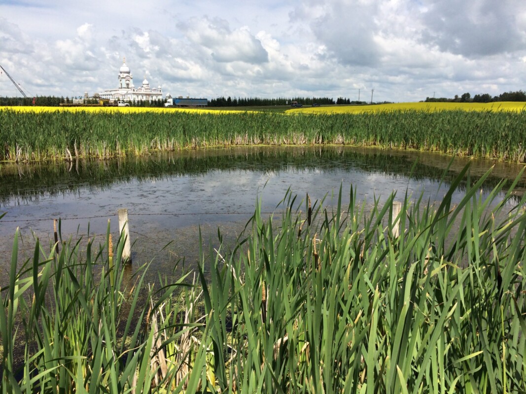  marsh wetland, cattails, open water wetland, wetland consultant, wetland expert, wetland assessment, wetland delineation, wetland classification, wetland conservation, wetland compensation, wetland restoration, habitat, waterfowl, amphibians