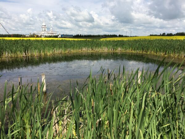 marsh wetland, cattails, open water wetland, wetland consultant, wetland expert, wetland assessment, wetland delineation, wetland classification, wetland conservation, wetland compensation, wetland restoration, habitat, waterfowl, amphibians