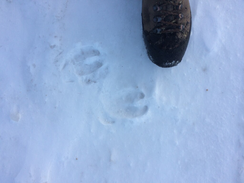 Tracks of feral pigs in snow, Alberta.