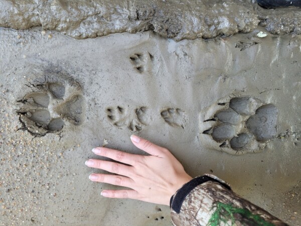 Wolf tracks. grey wolf, timber wolf, Alberta, Canada. Professional track identification, cybertracker, wildlife specialist, tracks & sign, track id, tracking course, tracking instruction.