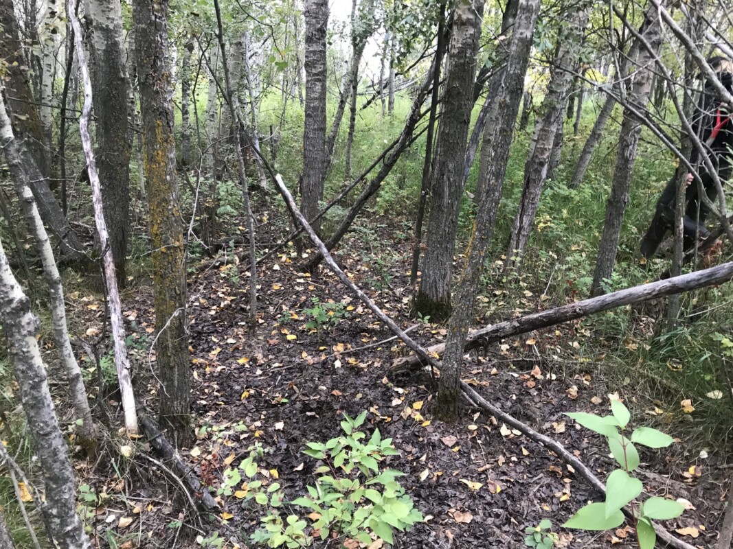 Know your wetlands swamps, swamp wetlands, wetland classification, wetland consultant, ABWRET, wetland research, wetland monitoring, wetland conservation, wetland compensation, wetland restoration, wetland science