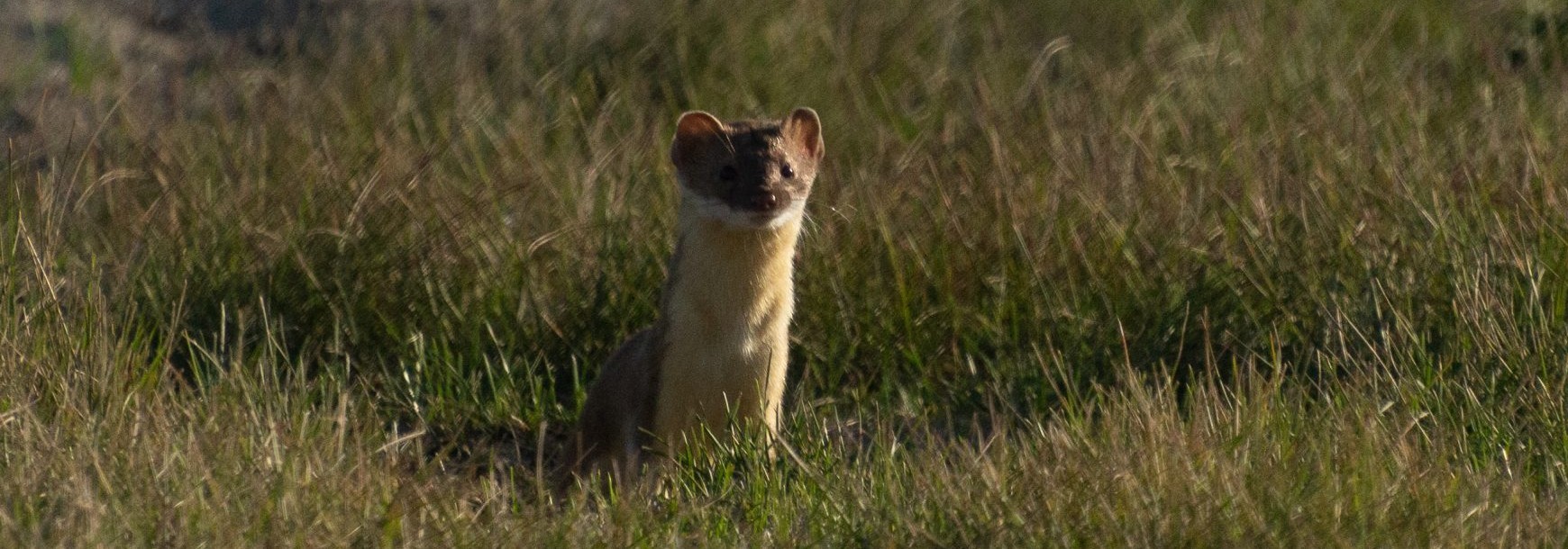Weasel Locomotion - the long and the short of it. - Fiera Biological ...
