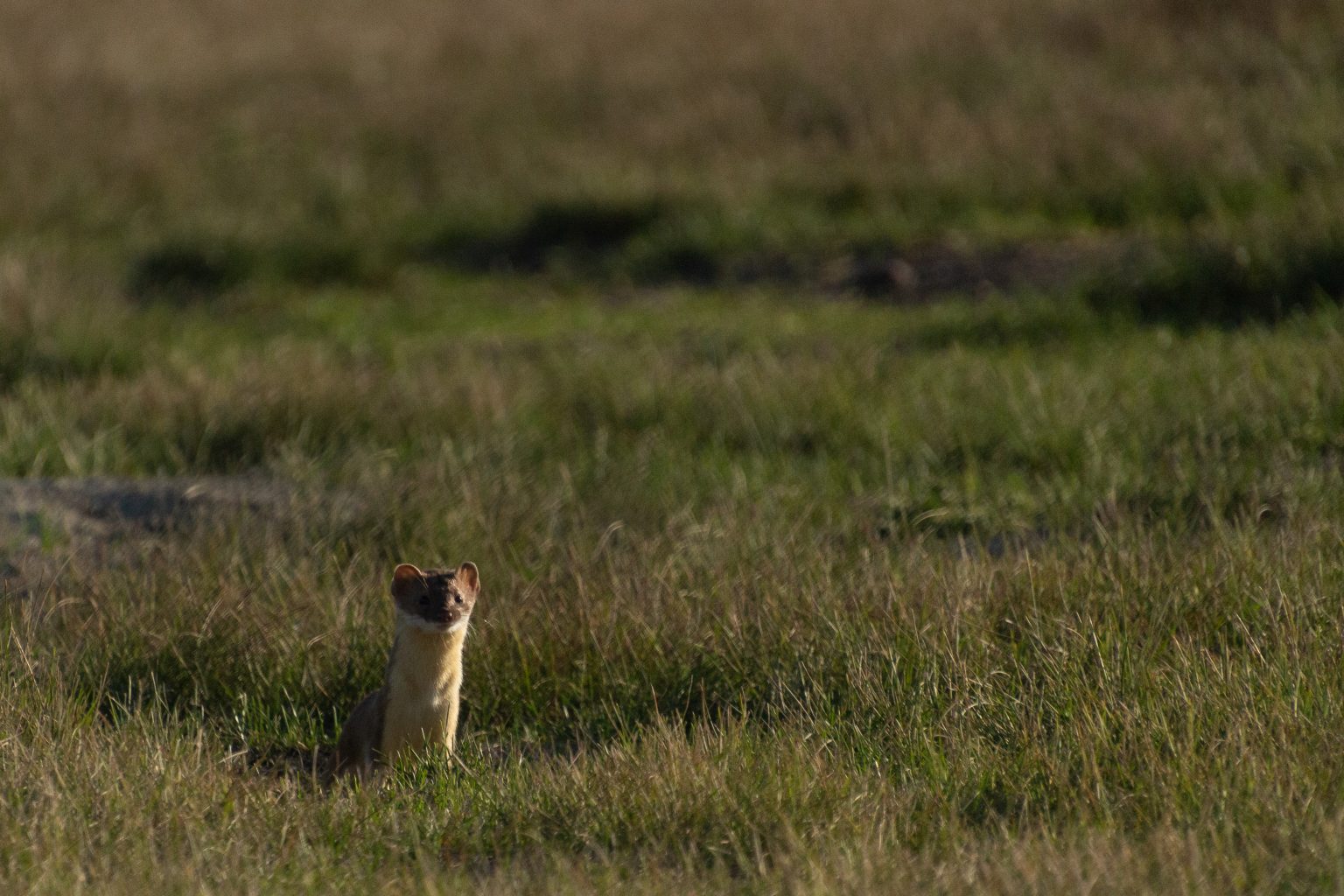 Weasel Locomotion - the long and the short of it. - Fiera Biological ...