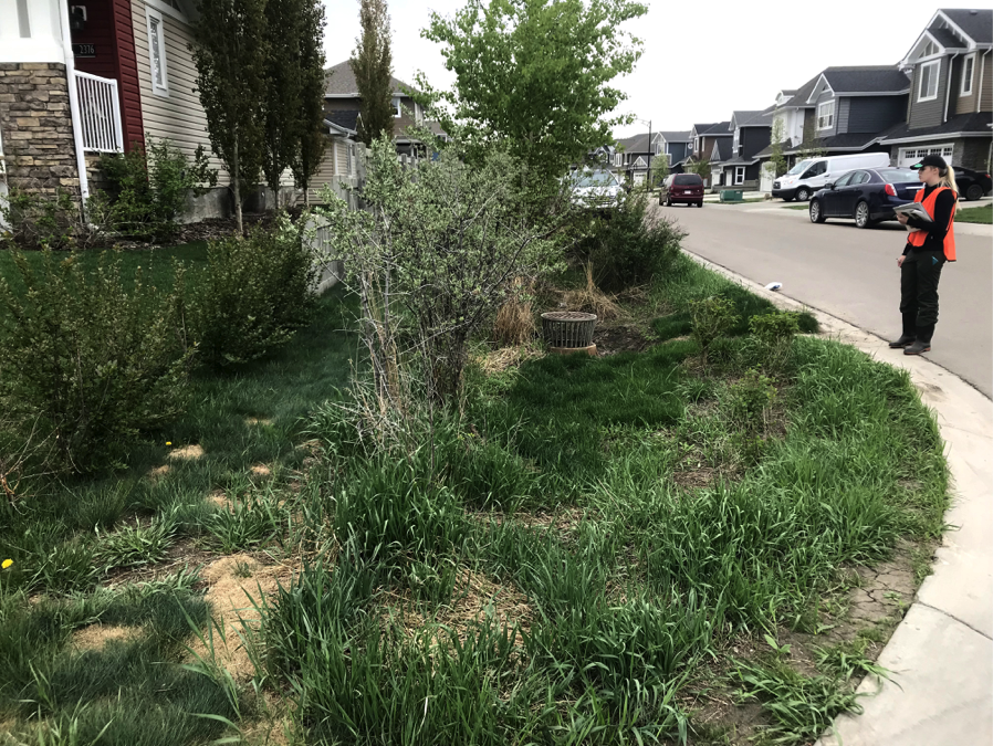 2019 Co-op Program, Low Impact Development, monitoring, vegetation monitoring, 5-year monitoring,