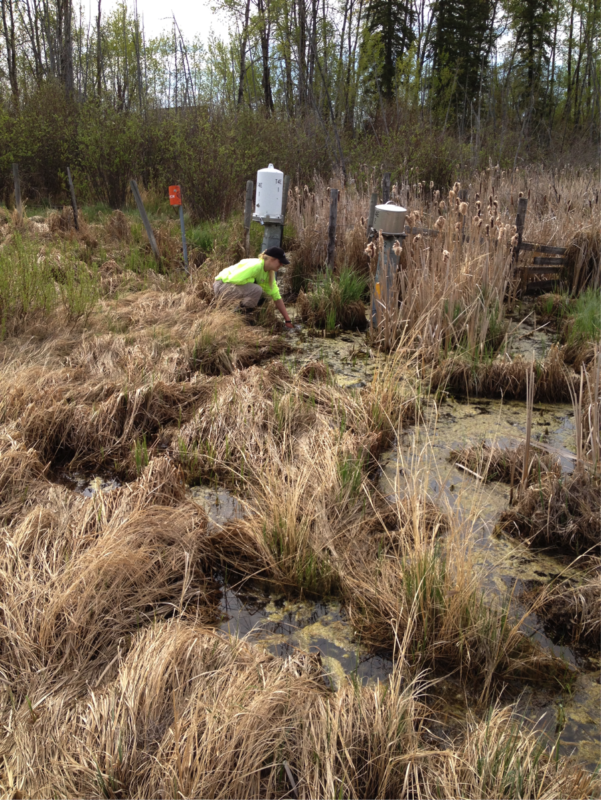 2019 Co-op Program, Wetlands assessment, wetland delineation, biophysical assessments, wildlife sweeps, nest sweeps, rare plant surveys, wildlife inventory, species at risk, wildlife population monitoring.