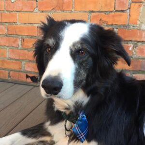 Headshot of Mr Murphy, dog biologist