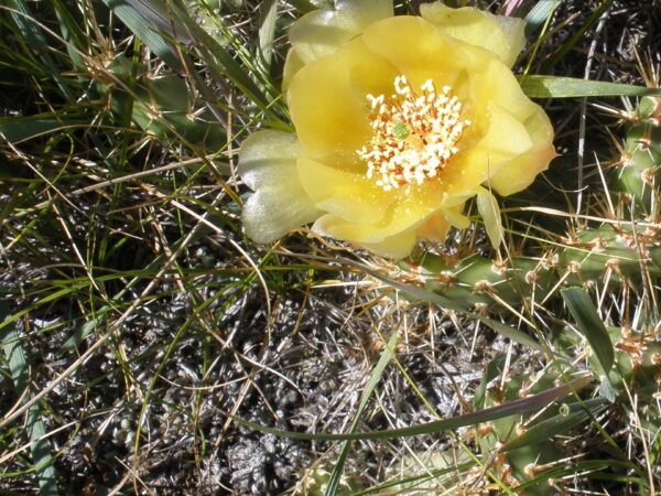 Rare plant survey, botanist, conservation, assessment, ecological service, environmental consult, Fiera Biological, ANPC, Edmonton, Alberta, natural areas