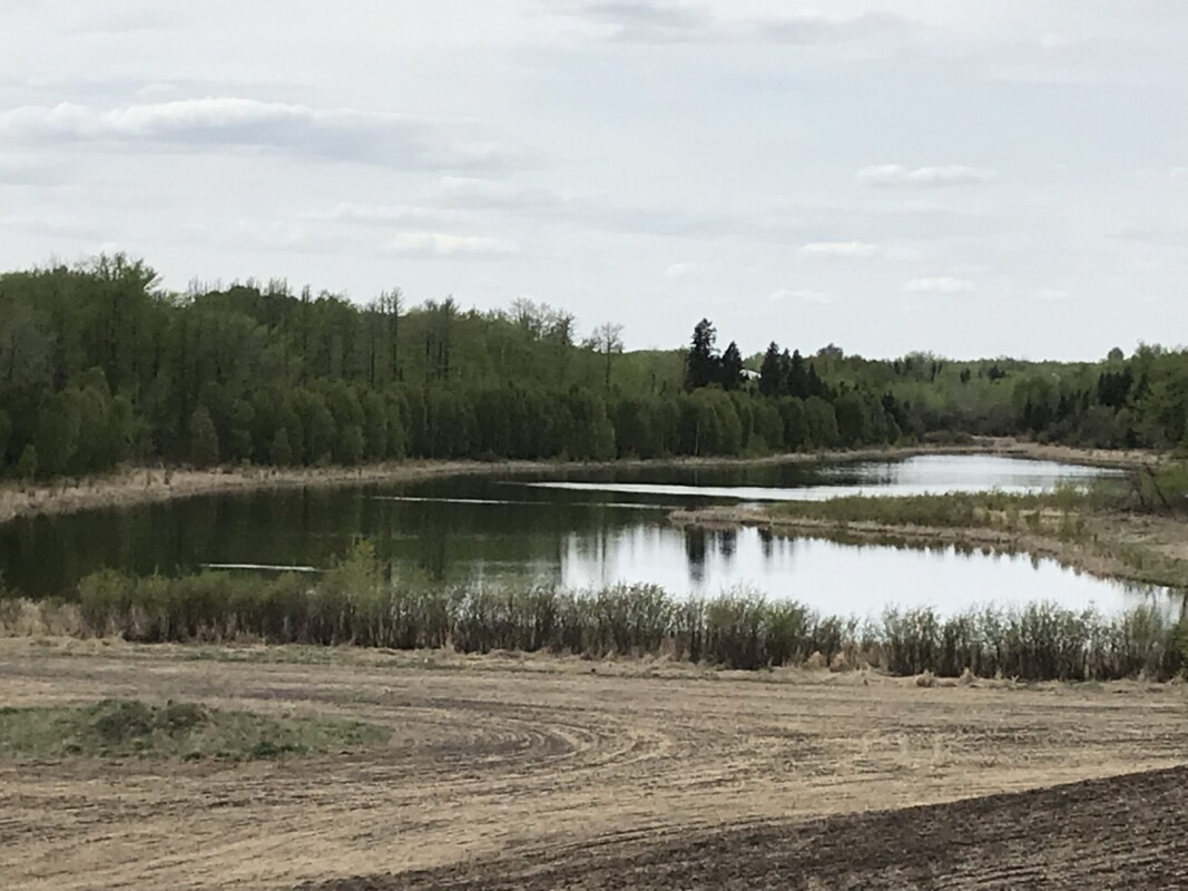 marsh wetland, cattails, open water wetland, wetland consultant, wetland expert, wetland assessment, wetland delineation, wetland classification, wetland conservation, wetland compensation, wetland restoration, habitat, waterfowl, amphibians, birds, migratory birds, nesting birds