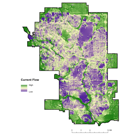 Habitat connectivity output to predict animal movement through an urban landscape. An example of using remote sensing, GIS, and available datasets to create a tool for land management.