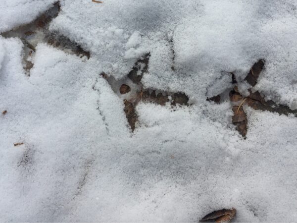 Grouse tracks in snow. Bird tracks. Bird track identification workshop.