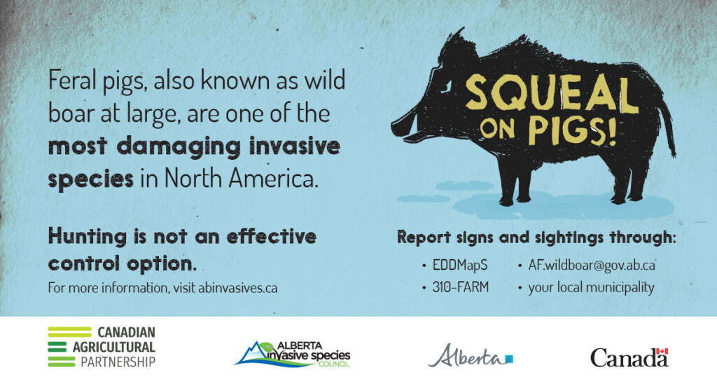 A poster from the invasive species council with an image of a feral pig and the words, squeal on pigs. 
