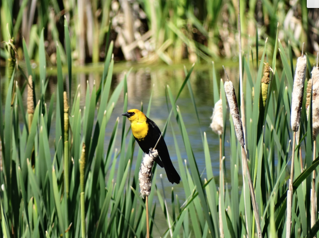 Highlights of 2016. Yellow-headed blackbird gracing an urban wetland during City of Calgary habitat connectivity bird surveys