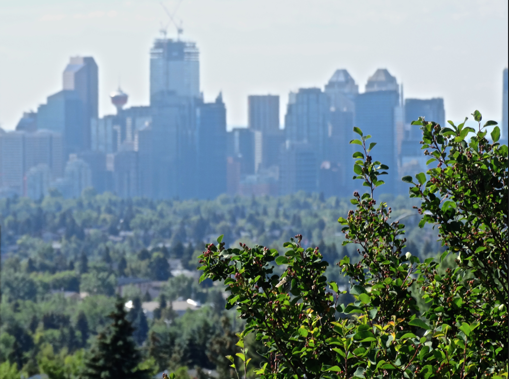 Highlights of 2016. Habitat connectivity field work. One of Fiera Biological's ecologists snaps a view of Calgary while conducting bird surveys.
