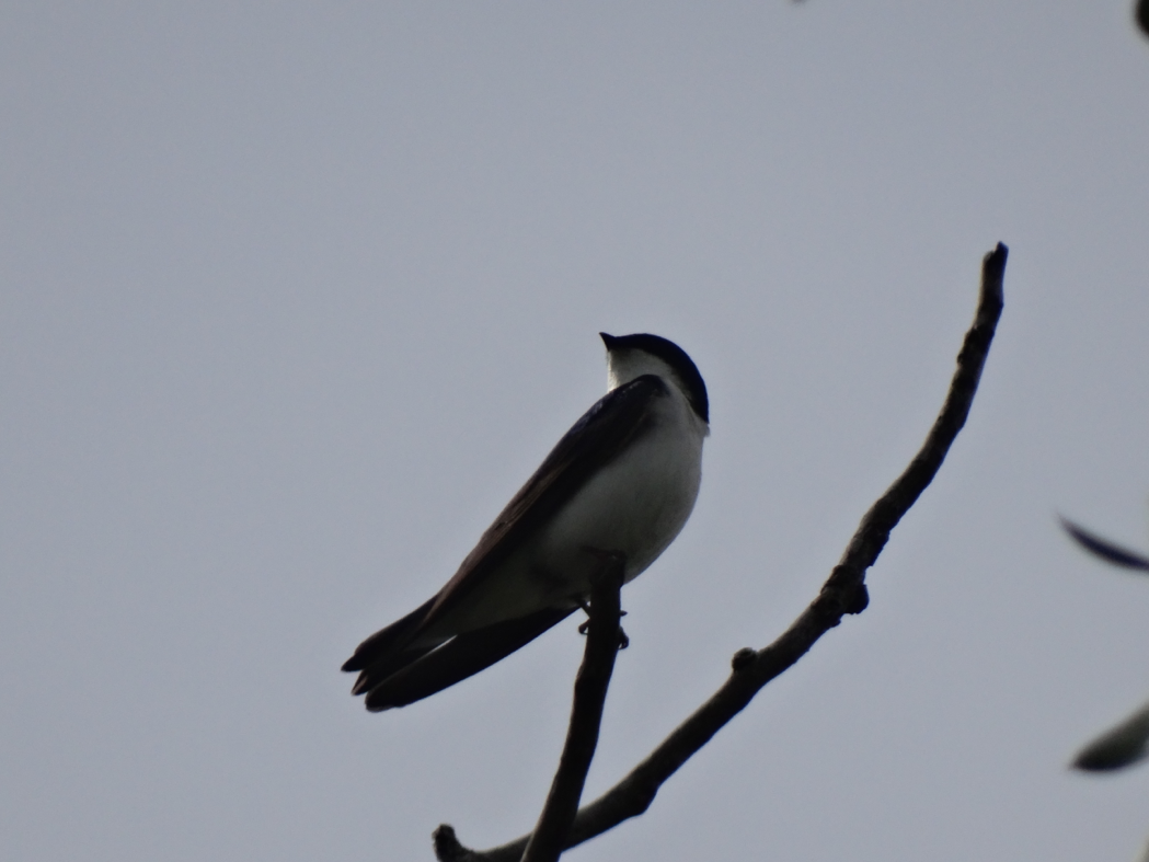 Point Count Surveys birds, birds, birds. Fiera Biological Consulting