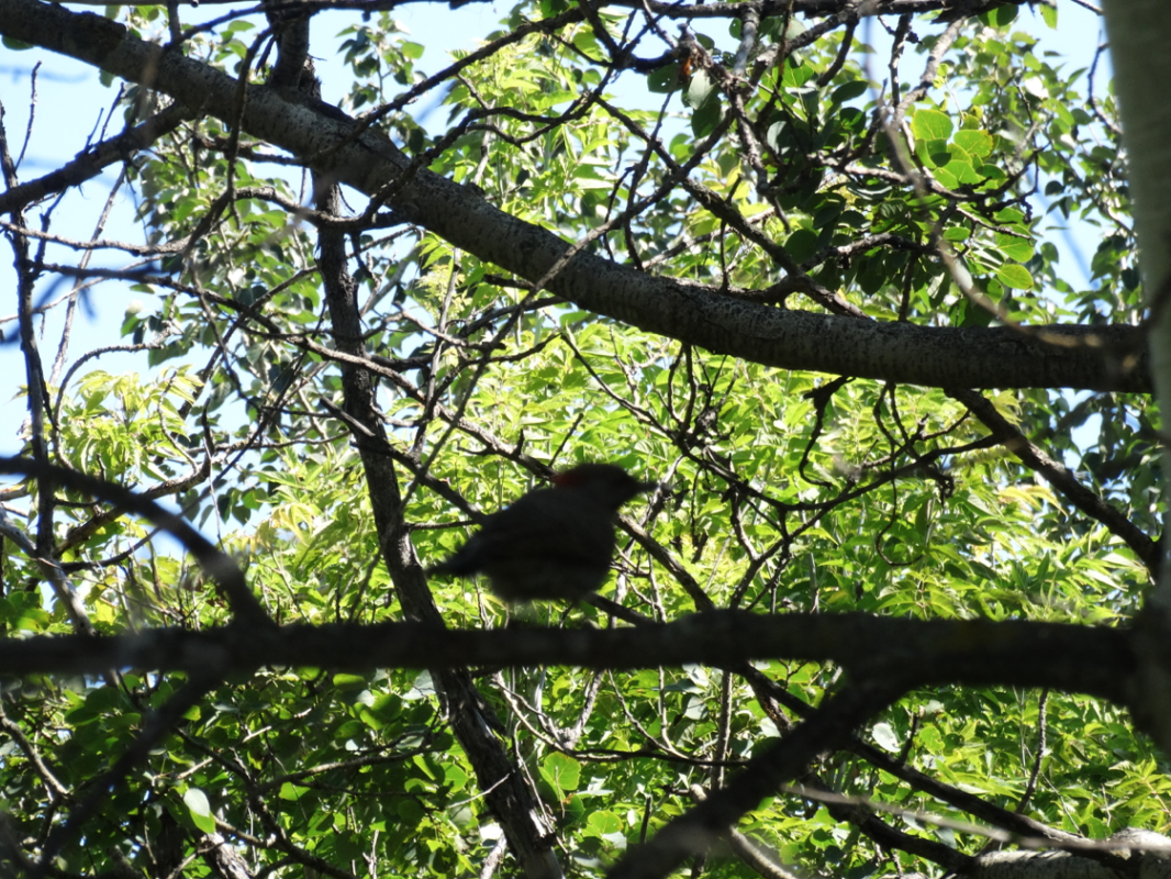 Point count survey, bird survey, relative abundance, birds, survey for birds, bird study, bird studies, bird count, biodiversity, migratory birds, avian study, avian point counts, avian research, bird research, consulting, consultant, Alberta, western canada, edmonton, calgary