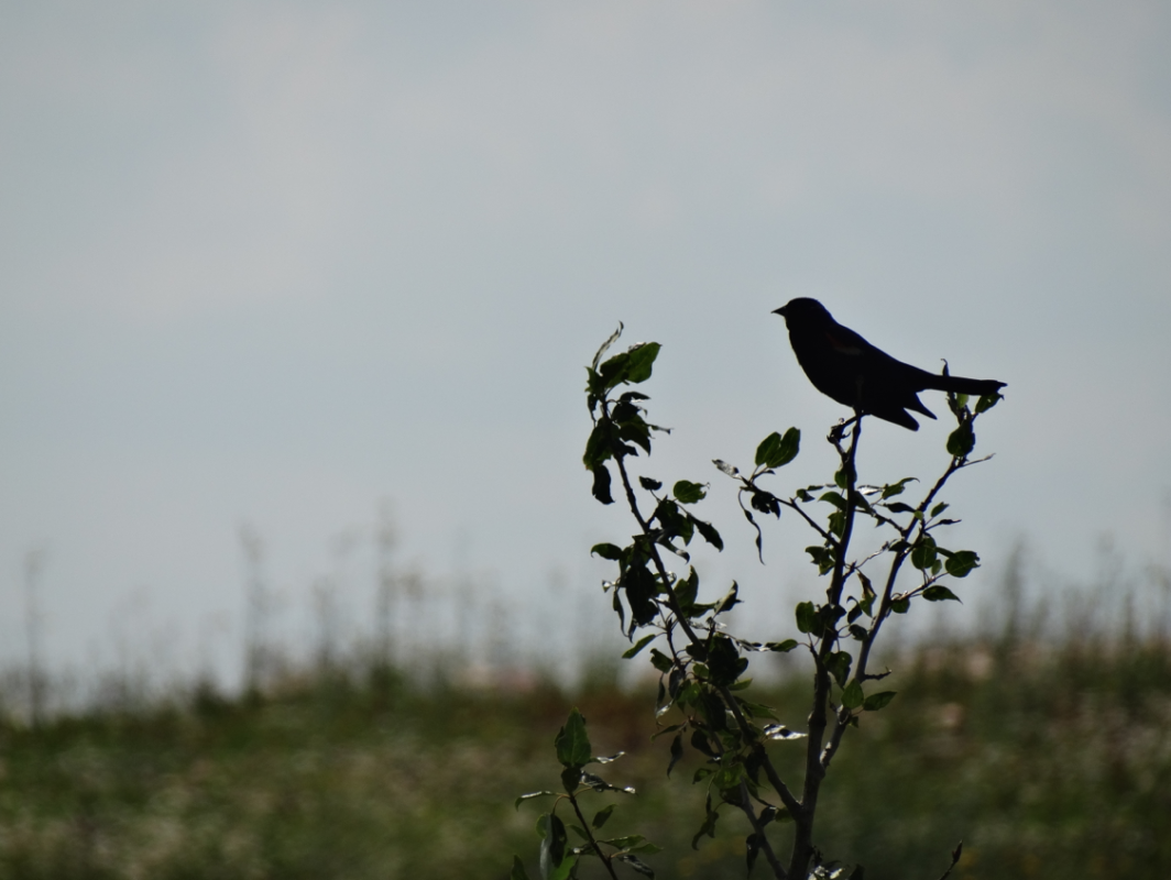 Point count survey, bird survey, relative abundance, birds, survey for birds, bird study, bird studies, bird count, biodiversity, migratory birds, avian study, avian point counts, avian research, bird research, consulting, consultant, Alberta, western canada, edmonton, calgary