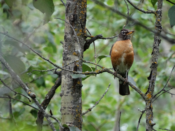 Point count survey, bird survey, relative abundance, birds, survey for birds, bird study, bird studies, bird count, biodiversity, migratory birds, avian study, avian point counts, avian research, bird research, consulting, consultant, Alberta, western canada, edmonton, calgary