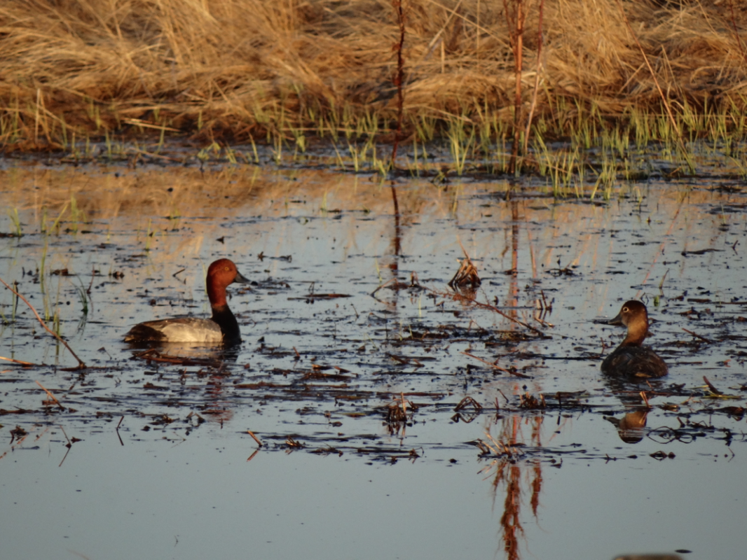 marshes. WAIR, Wetland, consultant, abwret, water act, public lands, white zone, green zone, delineate, delineation, approval, determination, mitigation, avoid, mitigate, mitigation, restoration