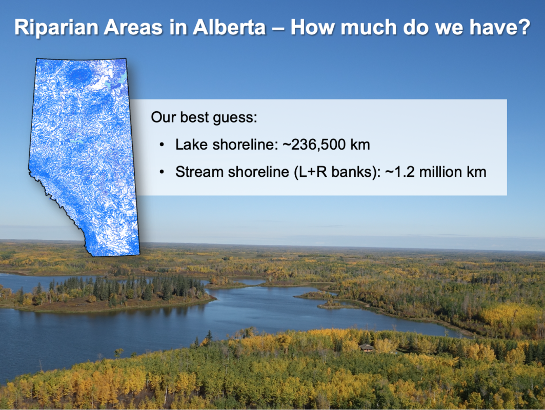 Fiera Biological, Fiera Top Five Highlights of 2020How much Riparian Area do we have? Fiera has assessed nearly 40,000 linear km of Alberta's shorelines, but there is still a lot to do.