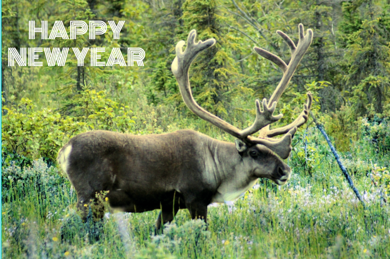 Happy New Year, Caribou, Fiera Biological, Fiera Top Five Highlights of 2020