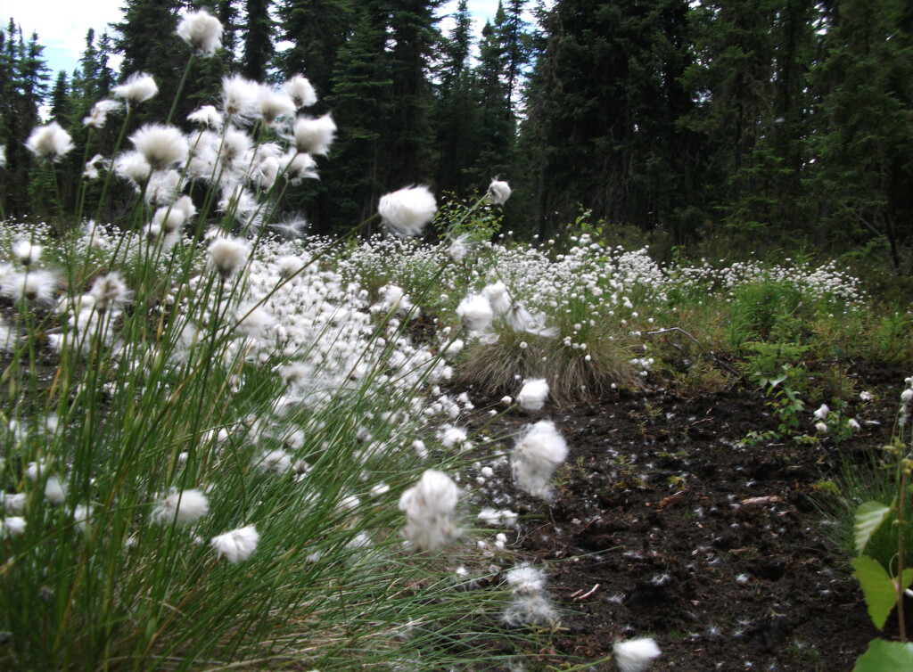 Peatland Restoration Project, northern Alberta.