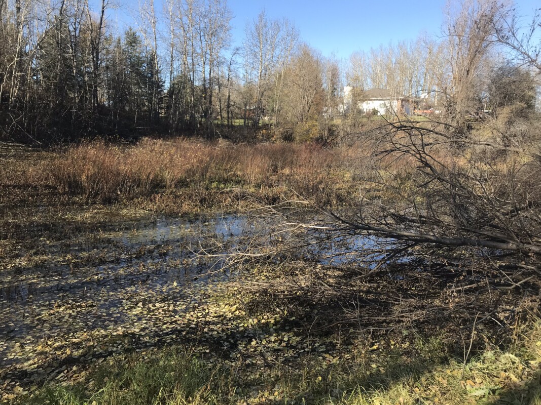 Know your wetlands swamps, swamp wetlands, wetland classification, wetland consultant, ABWRET, wetland research, wetland monitoring, wetland conservation, wetland compensation, wetland restoration, wetland science