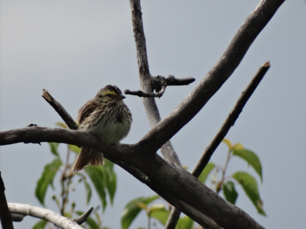 Point count survey, bird survey, relative abundance, birds, survey for birds, bird study, bird studies, bird count, biodiversity, migratory birds, avian study, avian point counts, avian research, bird research, consulting, consultant, Alberta, western canada, edmonton, calgary