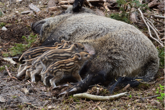Feral pig sow and piglets. The family group is called a sounder